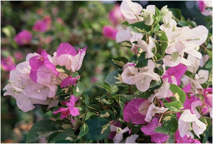 The_Brilliant_Bougainvilleas_Part_4b.jpg